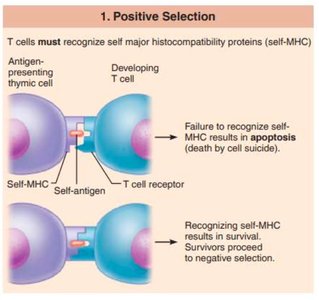 Negative selection of T cells