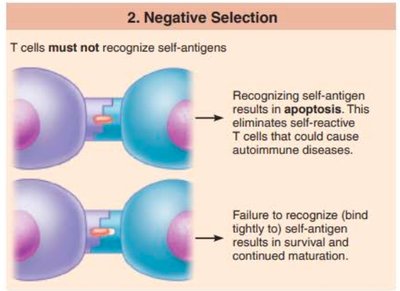 Lymphocyte activation in lymph node