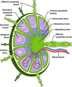 Dendritic cell illustration
