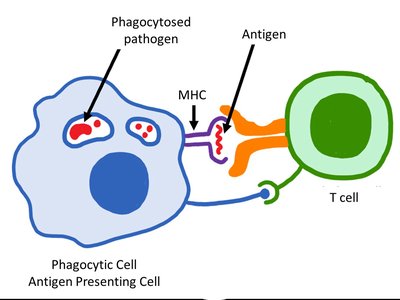 Antigen presentation to T cell