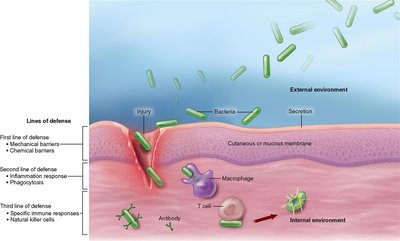 Lines of defense in the immune system