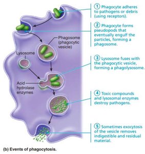 Events of phagocytosis