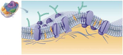 Glycoproteins and glycolipids in plasma membrane