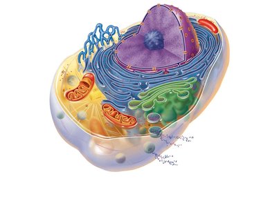 Rough and smooth endoplasmic reticulum