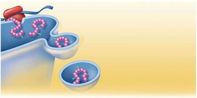 Transport vesicle moving to Golgi apparatus