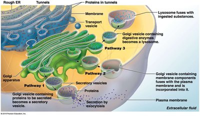 Golgi apparatus and vesicle pathways