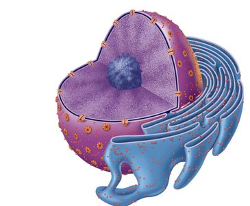 Nucleus with nuclear envelope and pores