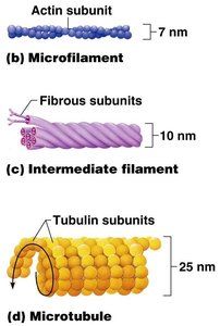 Cytoskeleton structure