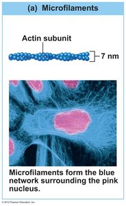 Microfilament, intermediate filament, and microtubule structure