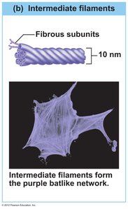 Microfilaments network