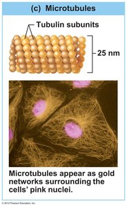 Intermediate filaments network