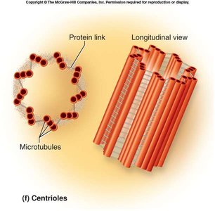 Microtubules network