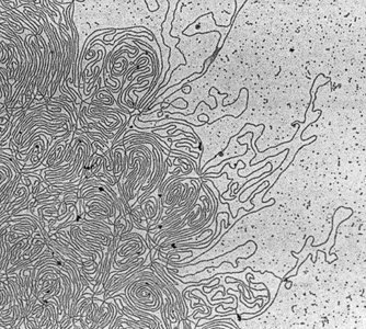Chromatin structure