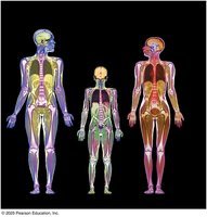 Three human figures showing anatomical structures