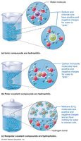 Hydrophilic and hydrophobic molecules in water