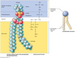 Diagram of the remaining organ systems of the human body