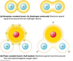 Nonpolar versus polar covalent bonds