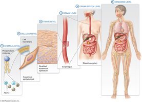 Diagram of the six structural levels of organization of the human body