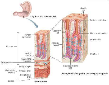 Microscopic anatomy of the stomach wall and gastric glands