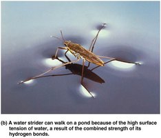 Surface tension due to hydrogen bonding