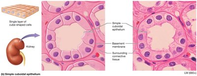 Simple cuboidal epithelium