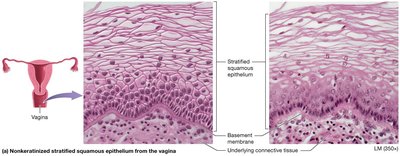 Stratified squamous epithelium