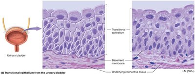 Transitional epithelium