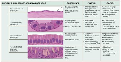 Summary table of simple epithelia