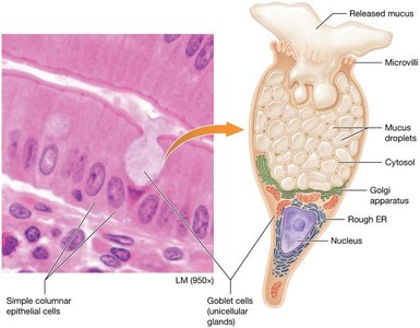 Goblet cell structure