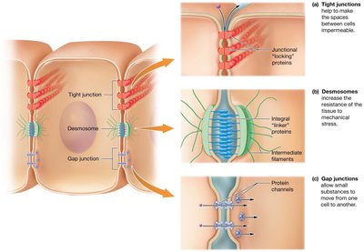 Types of cell junctions