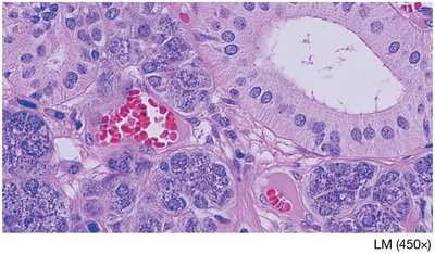 Histological section of sublingual gland