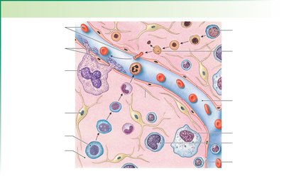 Bone marrow structure and blood cell development