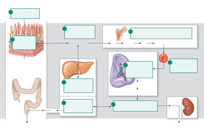Iron metabolism and RBC life cycle