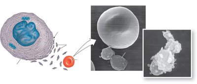 Megakaryocyte and platelet formation