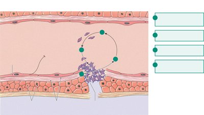 Platelet plug formation process