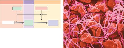 Fibrinolysis and clot structure