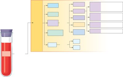 Diagram of plasma composition and protein functions