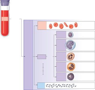 Diagram of cellular elements of blood