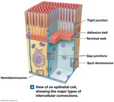Major types of intercellular connections in epithelial cells