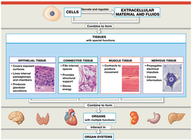 Diagram showing cells, tissues, organs, and organ systems