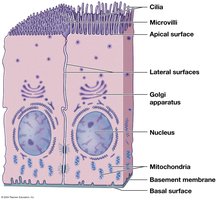 Structure of epithelial cells with apical and basal surfaces