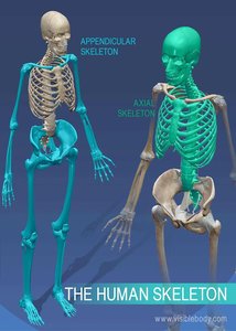 Diagram showing the axial and appendicular skeletons in different colors