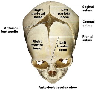 Lateral view of infant skull showing fontanelles
