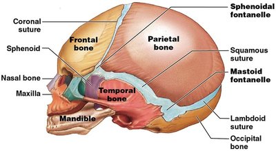 Superior view of infant skull showing fontanelles