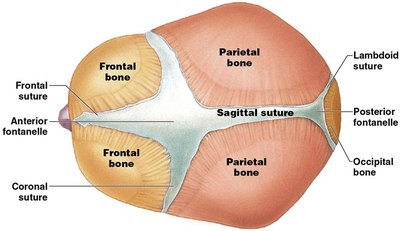 Diagram of vertebral column showing regions and curvatures