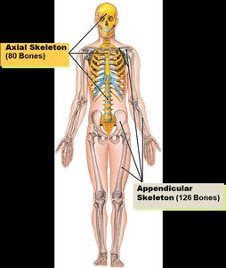 Anterior view of human skeleton showing axial and appendicular divisions