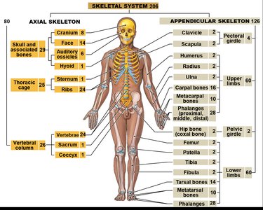 Detailed labeled diagram of the skeletal system with bone counts