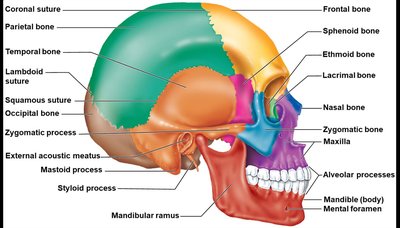 Labeled diagram of the lateral view of the skull showing cranial and facial bones