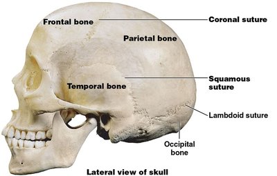 Lateral view of the skull showing major sutures and bones