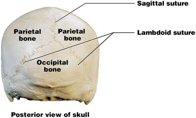 Posterior view of the skull showing sagittal and lambdoid sutures